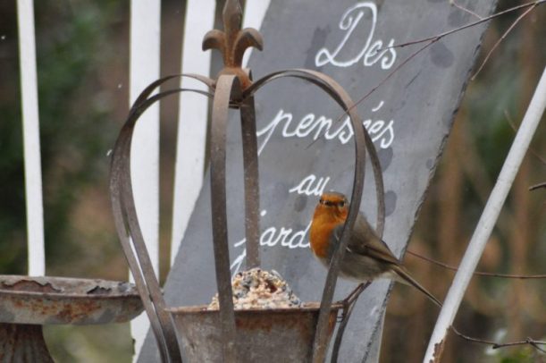 rouge-gorge et des pensées au jardin