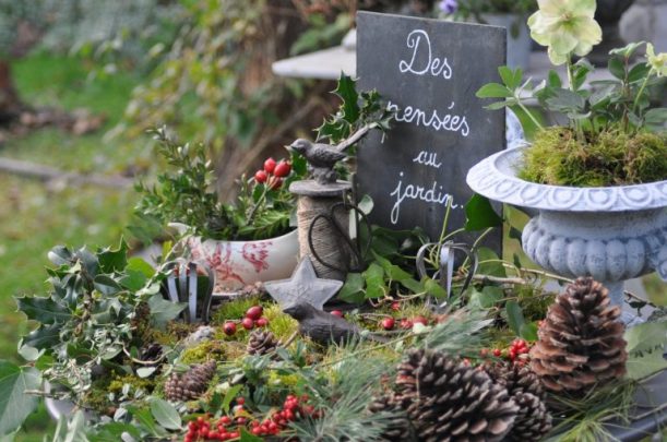 des pensées au jardin hiver