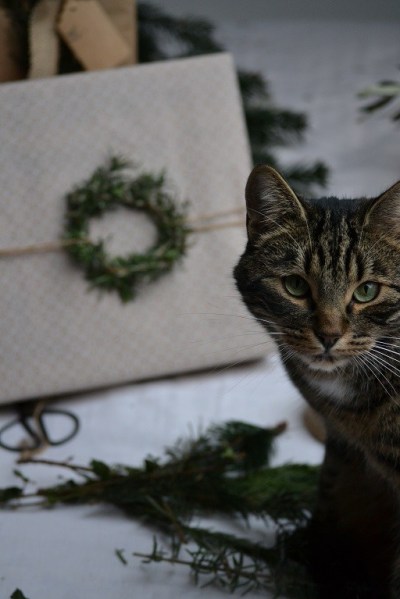 le chat , mon meilleur apprenti Père Noël