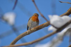 rouge-gorge jour de neige