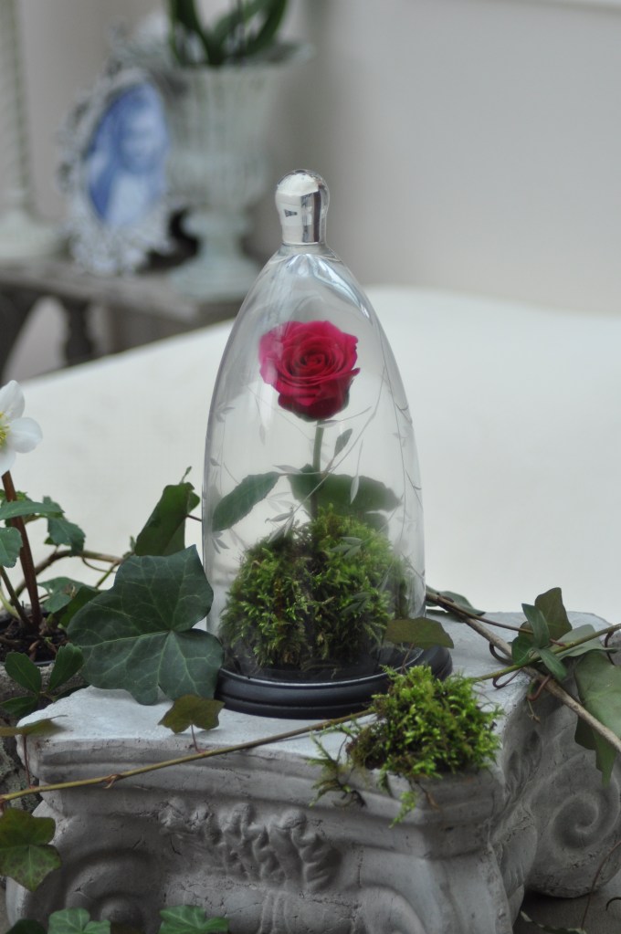 rose de la belle et la bête