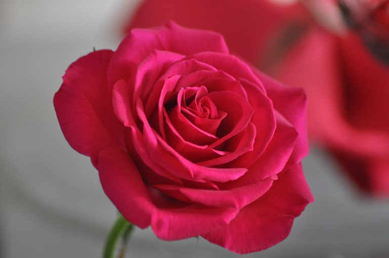 rose rouge épanouie