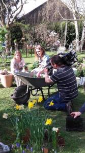 des pensées au jardin