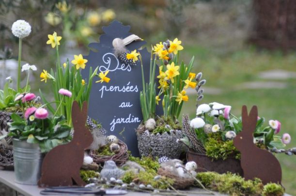 des pensées au jardin