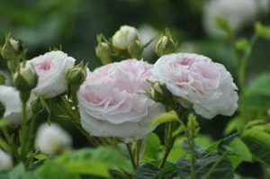 roses cuisse de nymphe émue