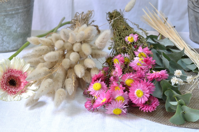 aster et Queue de lapin