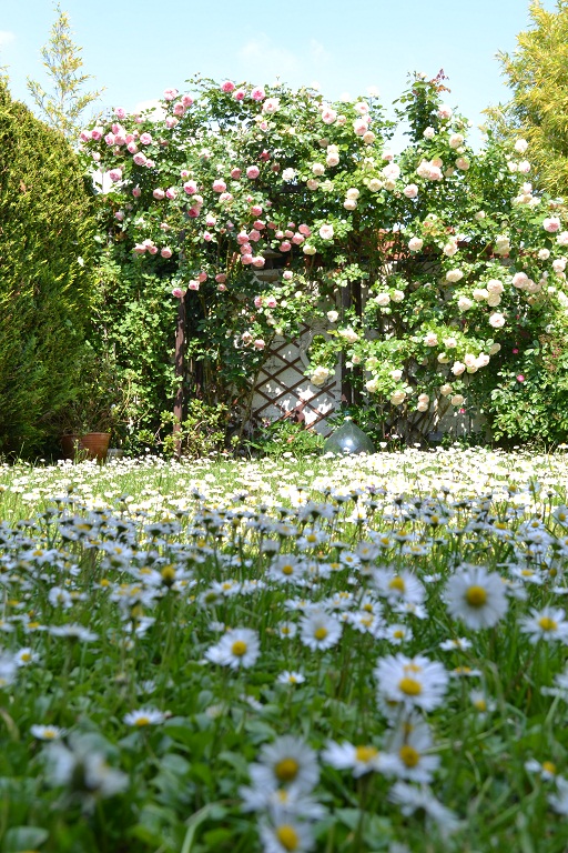 pelouse de marguerite