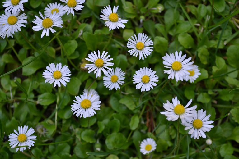 marguerites