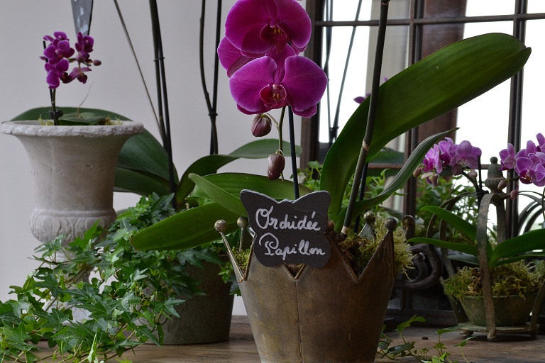 orchidée papillon