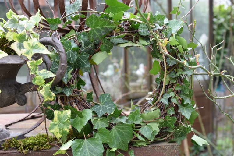 Couronne de lierre sur du bouleau