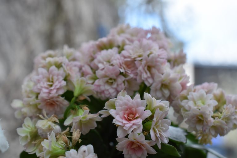 Kalanchoé rose poudré