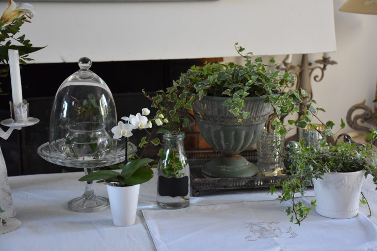 lierre dans médicis