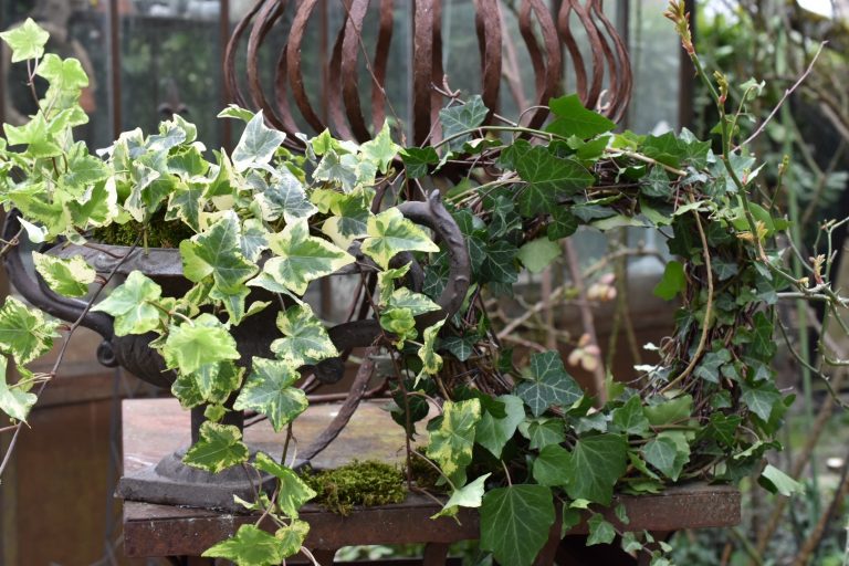 lierre panaché et couronne de lierre