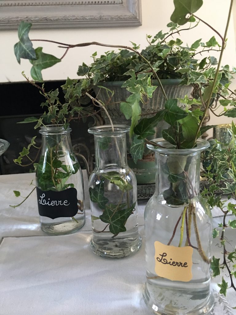 lierre dans petits pots