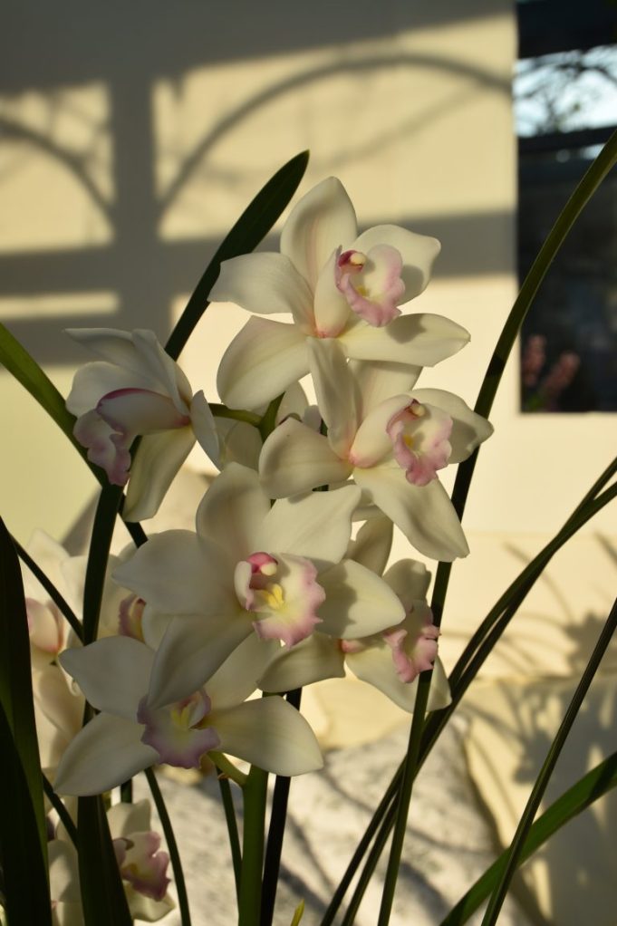 cymbidium véranda