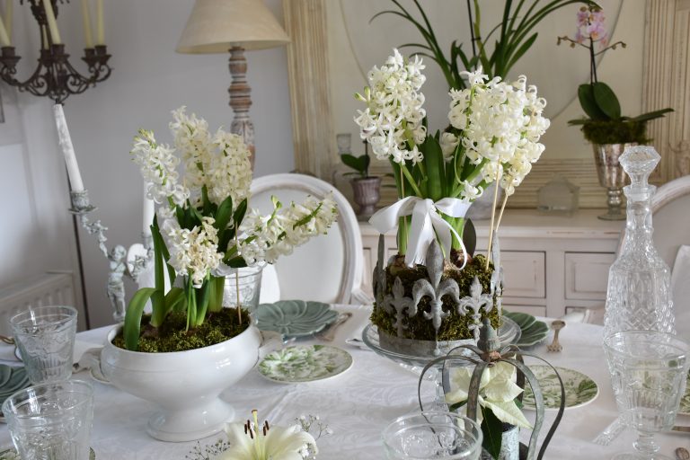 Potées de jacinthes blanches