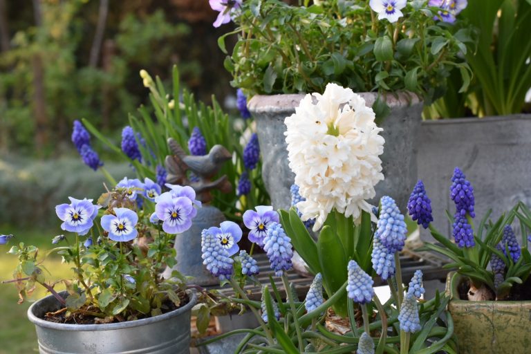 Le printemps en pots
