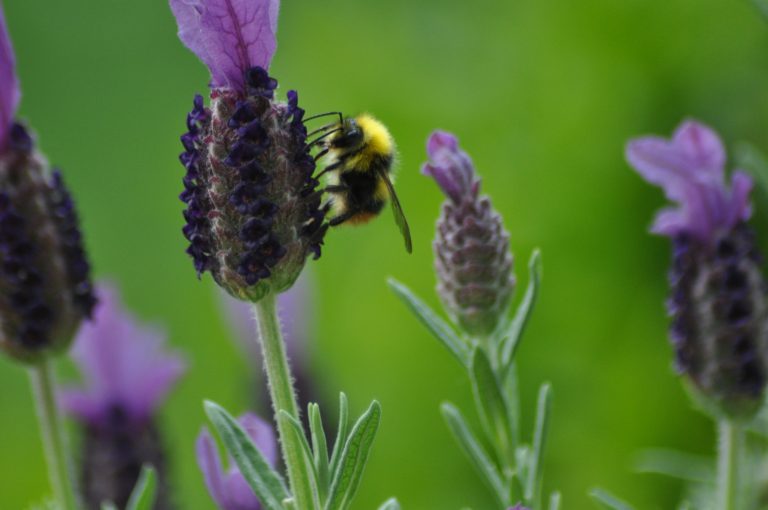lavande papillon et butineuse