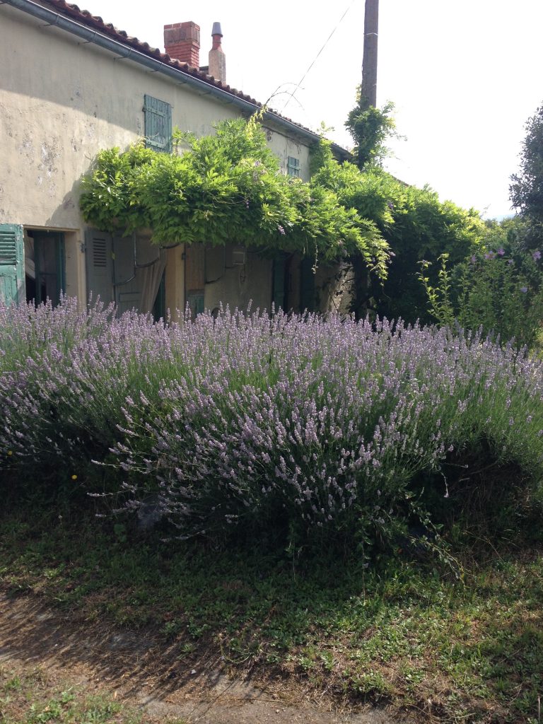 Lavandes pleine floraison