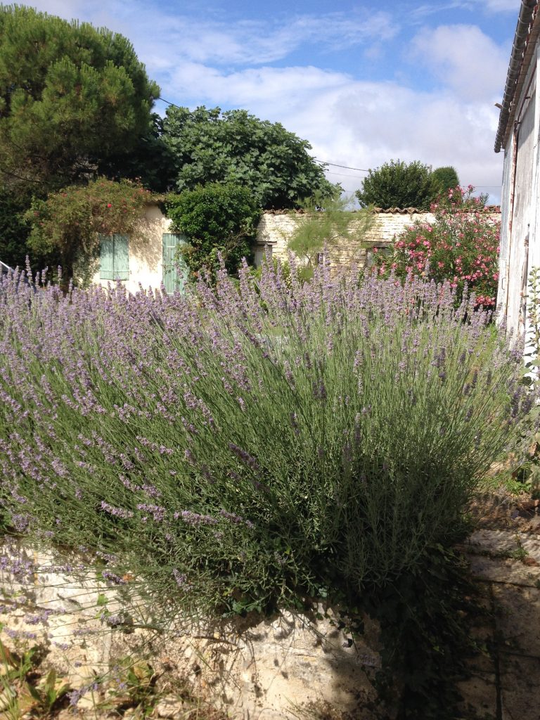 Lavandes adultes