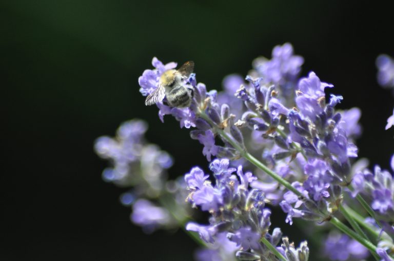 Lavande et butineuse