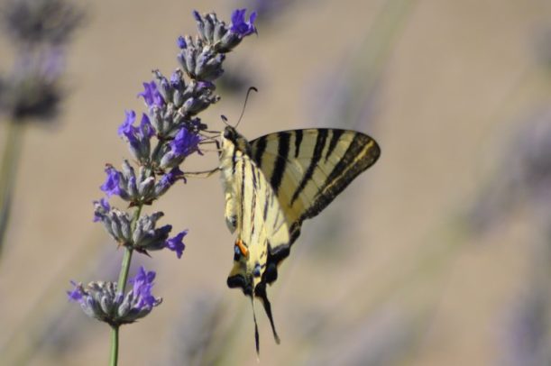 Papillon noir et blanc sur lavande