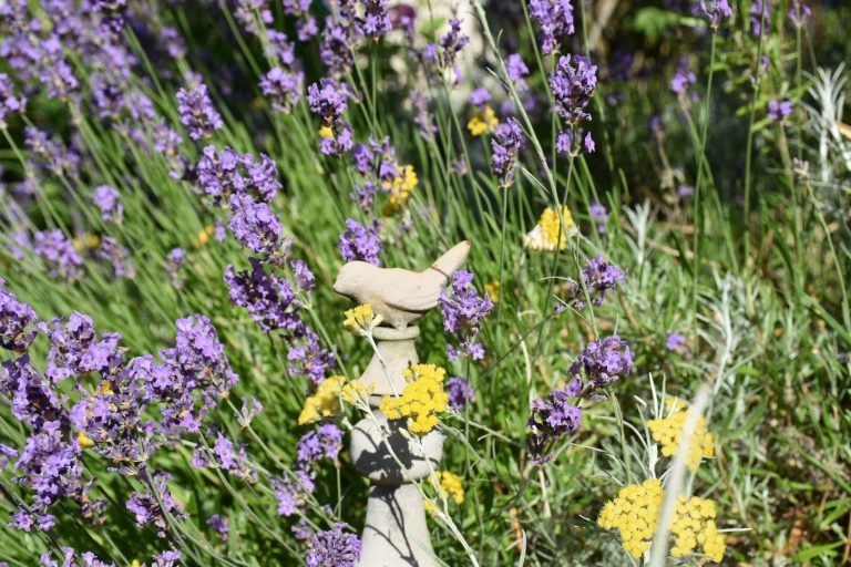 Lavande et hélicrysum