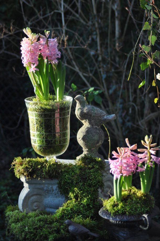 Composition jacinthes et mousse