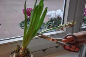 Comment couper la hampe de la jacinthe