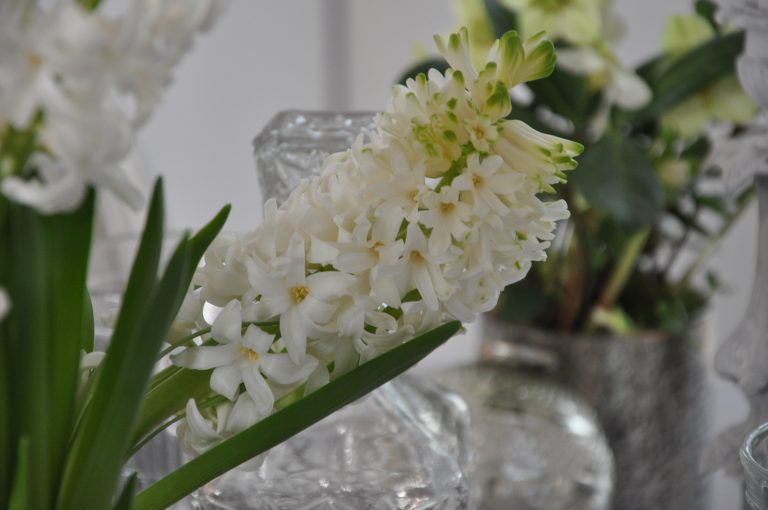 Jacinthe blanche penchée