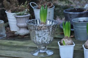 Jacinthe dans un vase mercurisé
