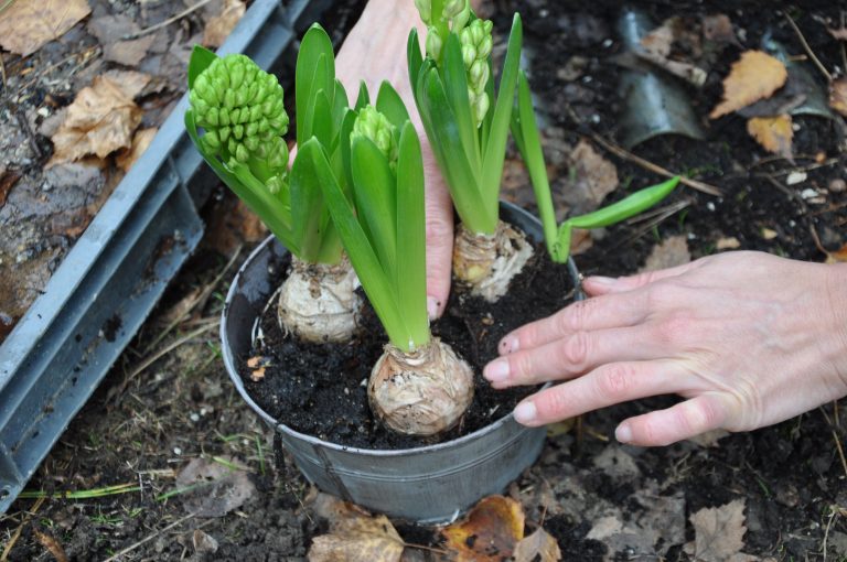 Planter des jacinthes forcées