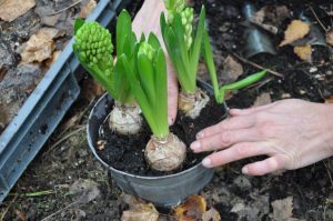 Planter des jacinthes forcées