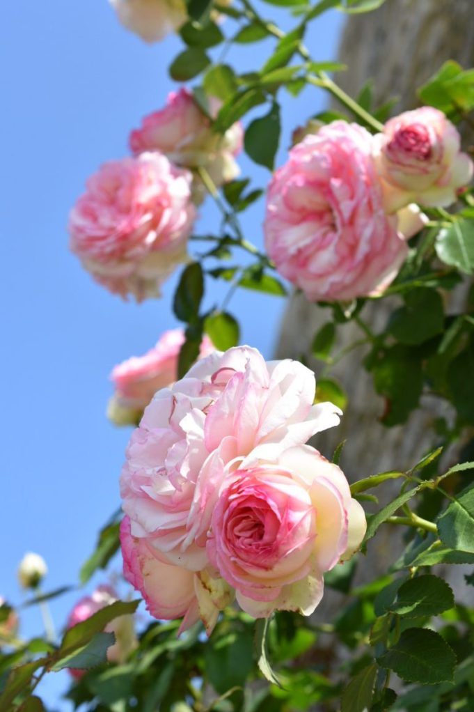 Roses Pierre de Ronsard
