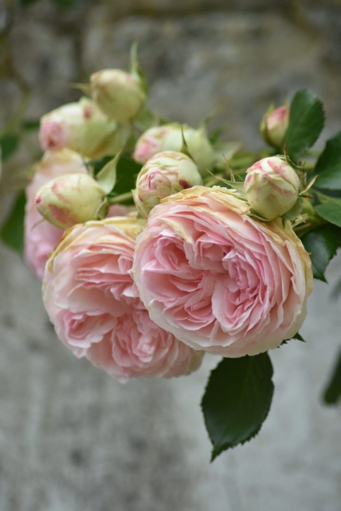 Roses Pierre de Ronsard en douceur