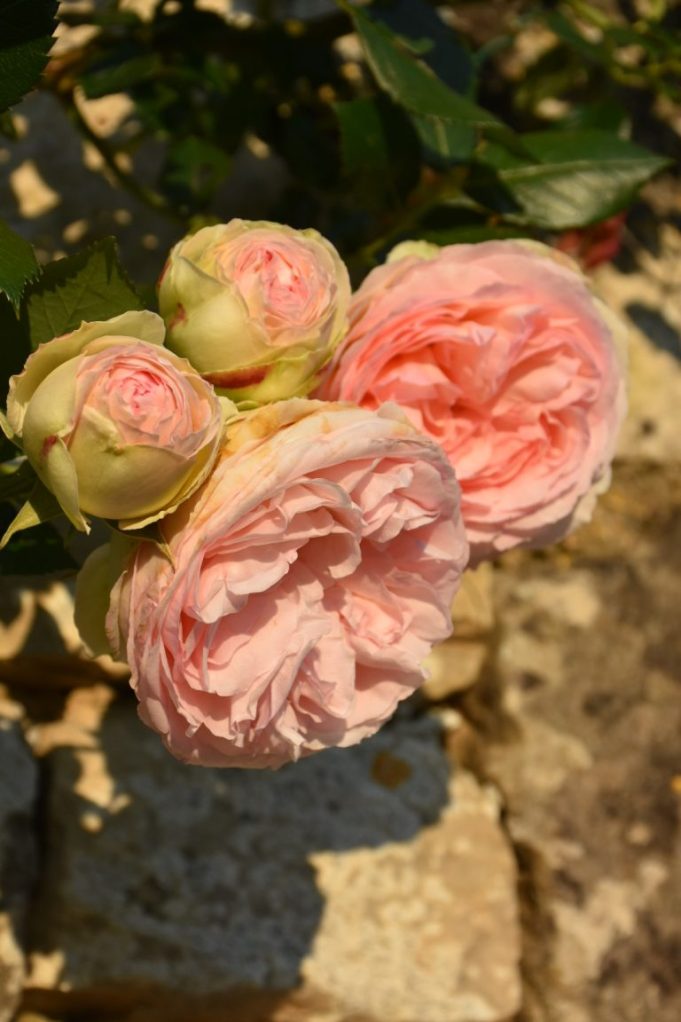 Roses Pierre de Ronsard soleil couchant